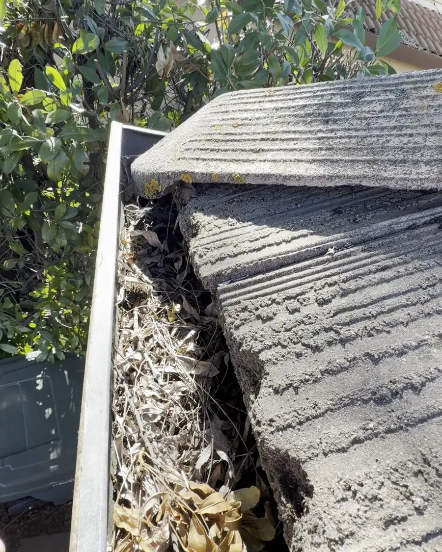 Rain gutter packed solid with dried leaves, pine needles, and roof grit before gutter cleaning